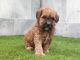 Whoodles Puppies for sale in Spencerville, IN 46788, USA. price: $800