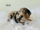 Whoodles Puppies for sale in Hudsonville, MI 49426, USA. price: $1,500