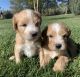 Whoodles Puppies for sale in Byers, CO 80103, USA. price: $1,400