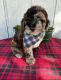 Whoodles Puppies for sale in 2906 Nevermind Ln, Colorado Springs, CO 80917, USA. price: $3,000