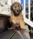 Whoodles Puppies for sale in Philadelphia, PA, USA. price: $1,850