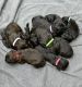 Whoodles Puppies for sale in Rigby, ID 83442, USA. price: $2,000