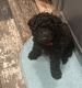Whoodles Puppies for sale in Rigby, ID 83442, USA. price: $800