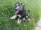 Whoodles Puppies for sale in Loveland, CO, USA. price: $500