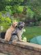 Whoodles Puppies for sale in Glendale Heights, IL, USA. price: $1,000