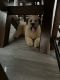Whoodles Puppies for sale in Pinon Hills, California. price: $800