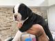 Winston Olde English Bulldogge Puppies for sale in Marietta, GA, USA. price: NA