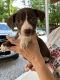 Wheaton Terrier/Beagle Mix puppy