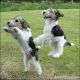 Wire Fox Terrier Puppies for sale in Washington, DC, USA. price: NA