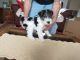 Wire Haired Fox Terrier Puppies