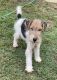 Wire Haired Fox Terrier Puppies for sale in Corinth, MS 38834, USA. price: $1,700