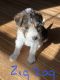 Wire Haired Fox Terrier Puppies for sale in Pennville, IN 47369, USA. price: NA