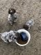 Wirehaired Pointing Griffon Puppies for sale in Malta, ID 83342, USA. price: $400