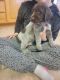 AKC WIREHAIRED POINTING GRIFFON
