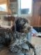 Wirehaired Pointing Griffon Puppies for sale in Colorado Springs, CO, USA. price: NA
