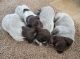 Wirehaired Pointing Griffon Puppies for sale in Connell, WA 99326, USA. price: $1,500