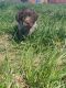 Wirehaired Pointing Griffon Puppies for sale in Connell, WA 99326, USA. price: NA