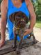 Wirehaired Pointing Griffon Puppies for sale in Calamus, IA 52729, USA. price: $1,500