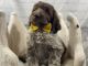 Wirehaired Pointing Griffon Puppies for sale in Keystone, IN 46759, USA. price: $800