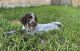 Wirehaired Pointing Griffon Puppies