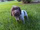 Wirehaired Pointing Griffon Puppies for sale in Heber City, UT 84032, USA. price: $500