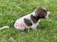 Wirehaired Pointing Griffon Puppies for sale in Nampa, ID, USA. price: $1,500