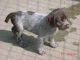Wirehaired Pointing Griffon puppies for sale