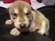 Wolfdog Puppies for sale in Eugene, OR, USA. price: NA