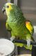 Yellow-Naped Amazon Parrot Birds for sale in New York City, New York. price: $861