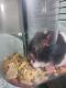 Yellowish Rice Rat Rodents