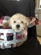 Yo-Chon Puppies for sale in Aledo, TX 76008, USA. price: $1,400