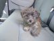 Yo-Chon Puppies for sale in Myrtle Beach, SC, USA. price: $650