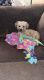 Yo-Chon Puppies for sale in Nitro, WV 25143, USA. price: $1,000