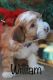 Yo-Chon Puppies for sale in Capon Bridge, WV 26711, USA. price: $1,500