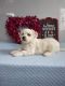 Yo-Chon Puppies for sale in Mt Pleasant, MI 48858, USA. price: $950