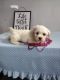 Yo-Chon Puppies for sale in Mt Pleasant, MI 48858, USA. price: $950