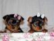 Yochon Puppies
