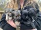 Yoranian Puppies for sale in Reed City, MI 49677, USA. price: $300