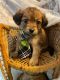YorkiePoo Puppies for sale in Grand Rapids, MI, USA. price: NA