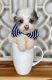YorkiePoo Puppies for sale in Morris Chapel, TN 38361, USA. price: NA
