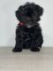 YorkiePoo Puppies for sale in New York, NY, USA. price: $900