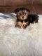 YorkiePoo Puppies for sale in New York, NY, USA. price: $400
