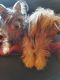 YorkiePoo Puppies for sale in New York, NY, USA. price: $800