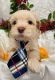 YorkiePoo Puppies for sale in Harrison, MI 48625, USA. price: NA