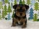 YorkiePoo Puppies for sale in New York, NY, USA. price: $600