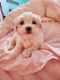 YorkiePoo Puppies for sale in New York, NY, USA. price: $1,700