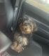 Girl Yorkipoo 7mnths Potty trained, Have paperwork & all her shots