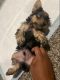 YorkiePoo Puppies for sale in El Paso, TX, USA. price: NA