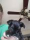 YorkiePoo Puppies for sale in Lake Crystal, MN 56055, USA. price: $600