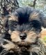 YorkiePoo Puppies for sale in San Antonio, TX, USA. price: NA